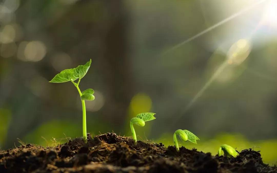 花的生长过程的六个阶段（植物的一生6个阶段）