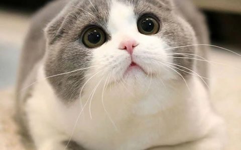 猫折耳是什么意思（什么叫折耳猫）