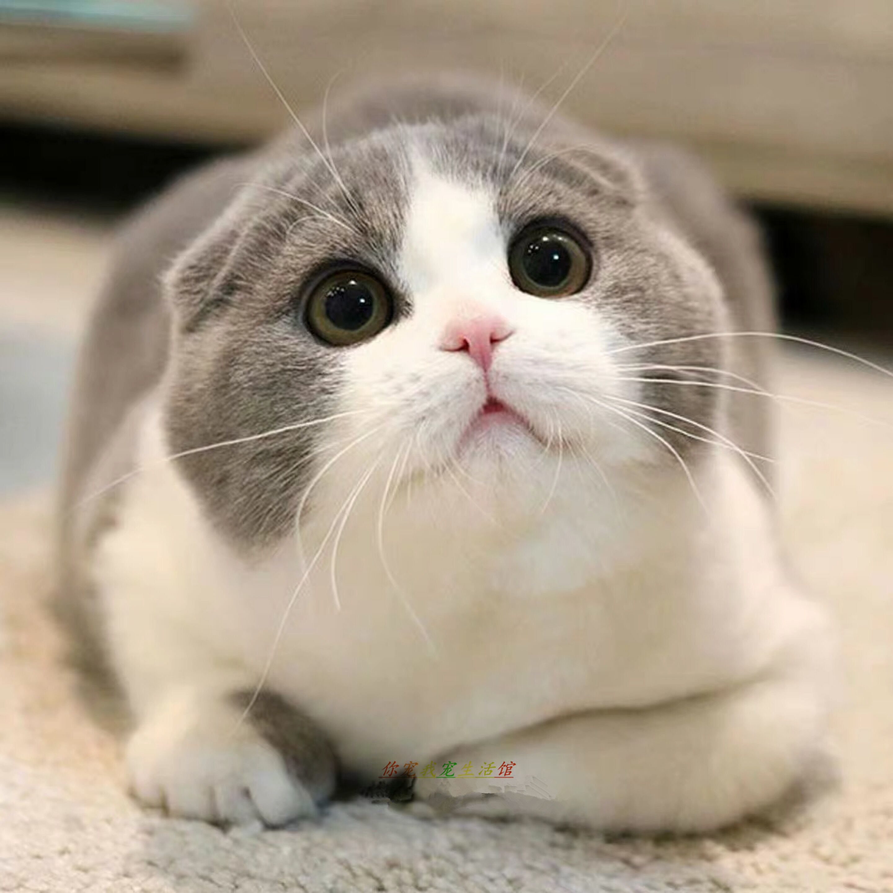 猫折耳是什么意思（什么叫折耳猫）