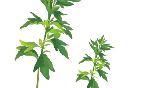 艾草的拼音（什么是艾草）