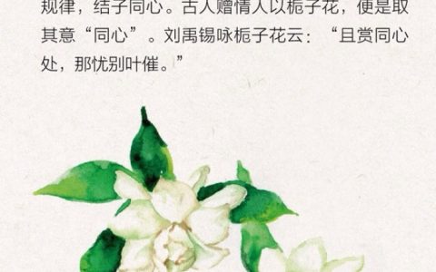 栀子花话语（栀子花的寓意）