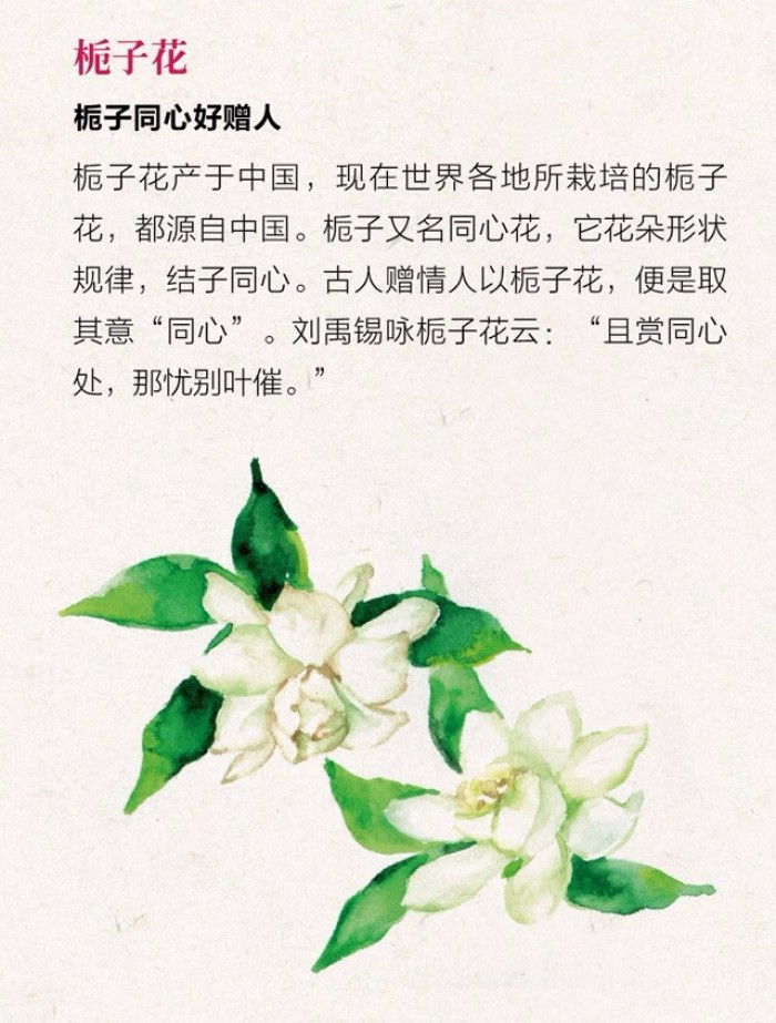 栀子花话语（栀子花的寓意）