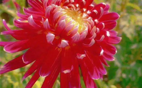 菊花的别称（菊花还有哪些称呼）
