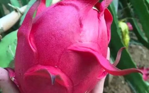 火龙果的寓意和象征（火龙果象征什么寓意）