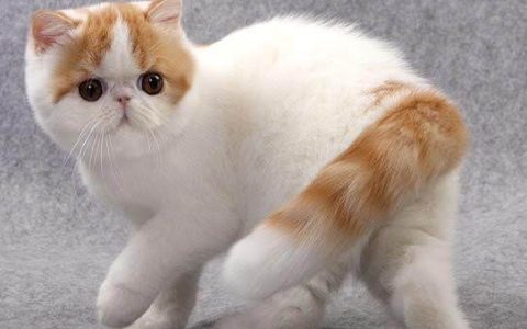 加菲猫是哪个国家的猫（加菲猫是什么品种）