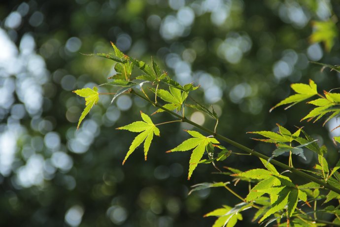 夏末是什么意思（夏末又叫什么夏）