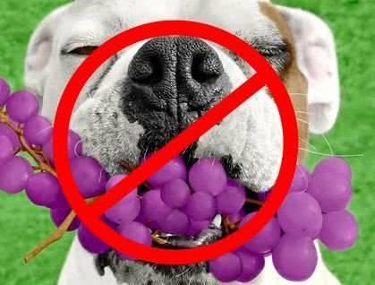 狗狗能不能吃葡萄（狗狗为什么不能吃葡萄）