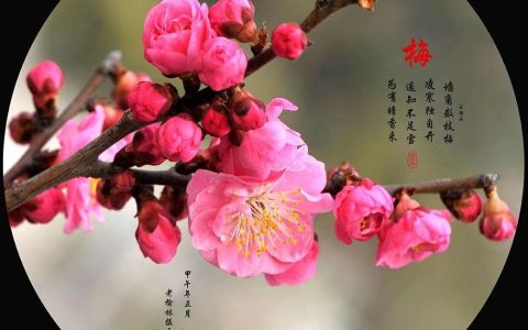 寒梅傲骨经典句子（ 形容傲骨寒梅的诗句）