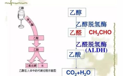 酒精主要成分（喝酒能助眠吗）