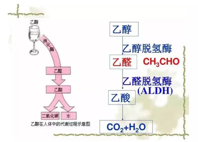 酒精主要成分（喝酒能助眠吗）