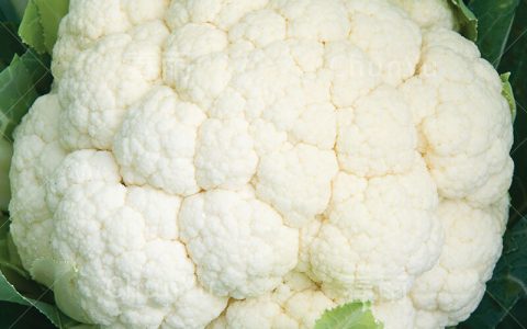 菜花什么时间种植好(菜花哪个季节种植)