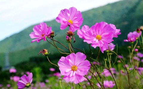 格桑花是什么花（格桑花的花语）