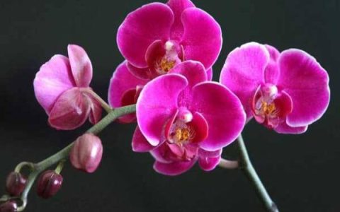蝴蝶兰开放的时间（蝴蝶兰什么季节开花 ）