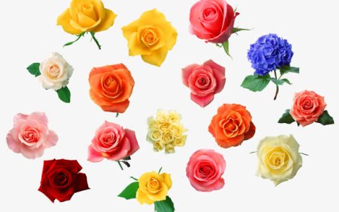 5朵玫瑰花代表什么意思（玫瑰花送几朵代表什么）