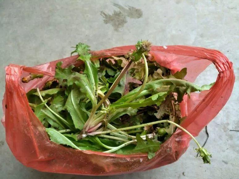 婆婆丁长什么样？蒲公英有什么功效
