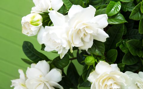 栀子花寓意及花语（栀子花含义和象征）