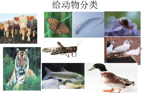 动物分为哪六大类（动物如何分类）