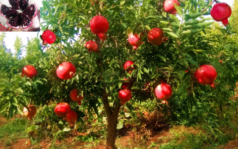 石榴季节（石榴什么季节上市）