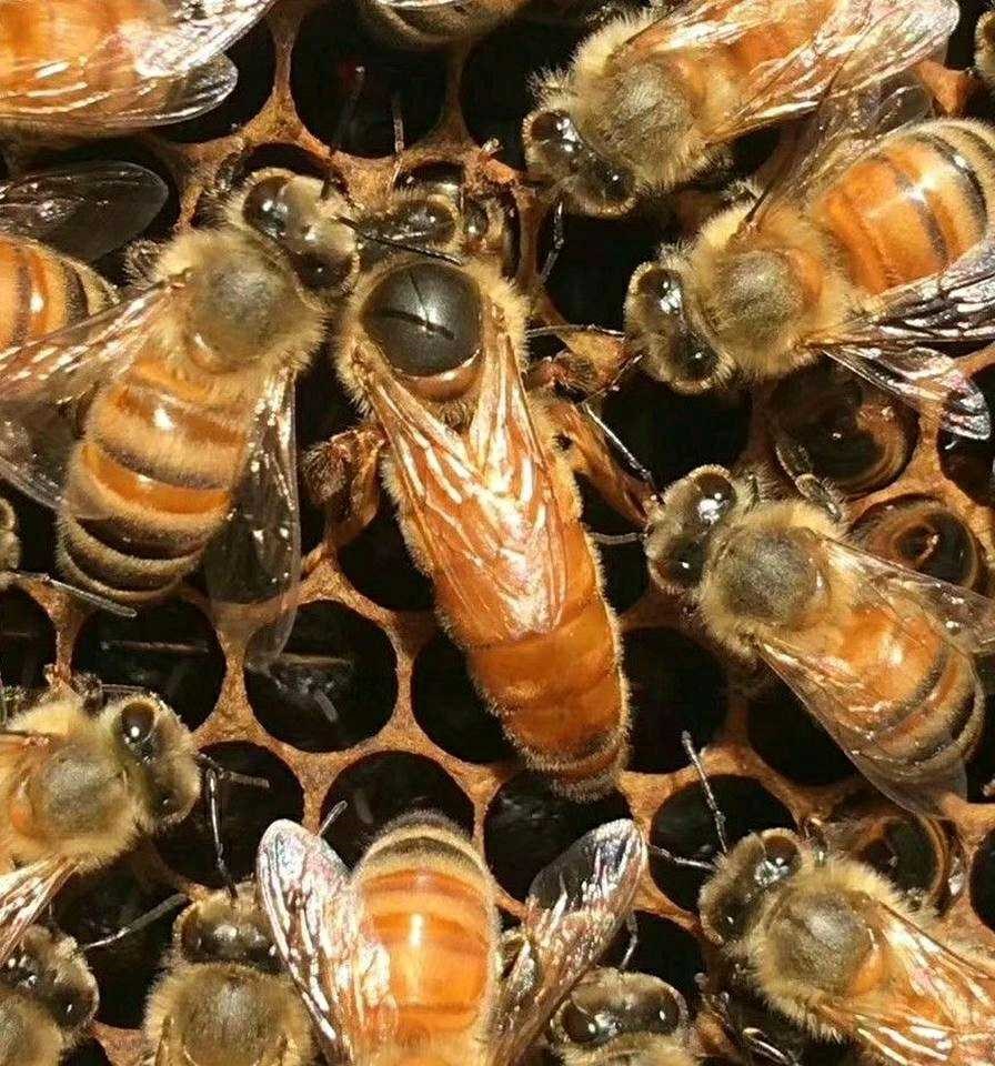社会性昆虫是什么意思（什么叫社会性昆虫）