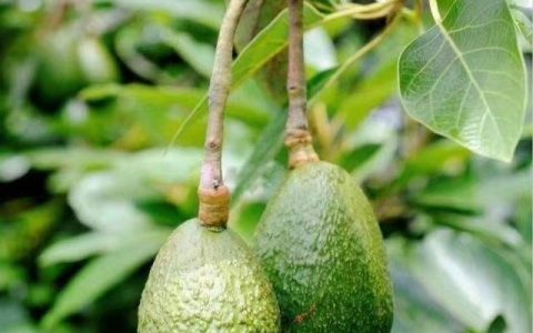 牛油果学名（牛油果学名叫鳄梨吗）