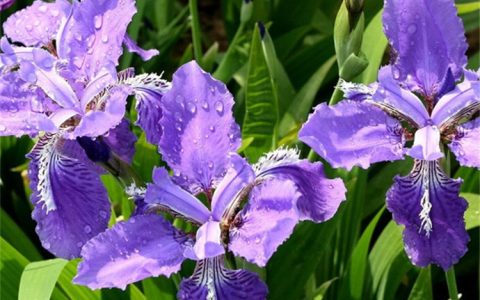 燕尾花和鸢尾花（鸢尾花一样吗）