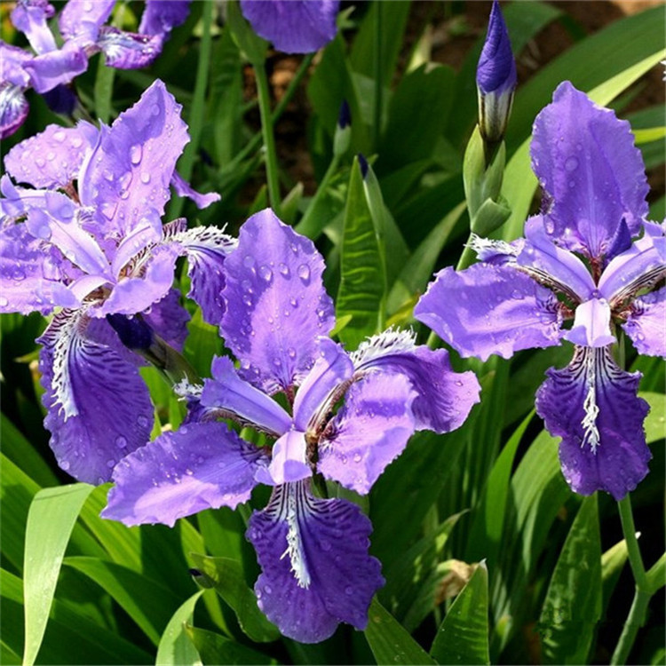 燕尾花和鸢尾花（鸢尾花一样吗）