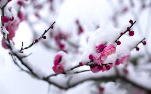 梅花的生长习性特点是什么？梅花的生长环境条件