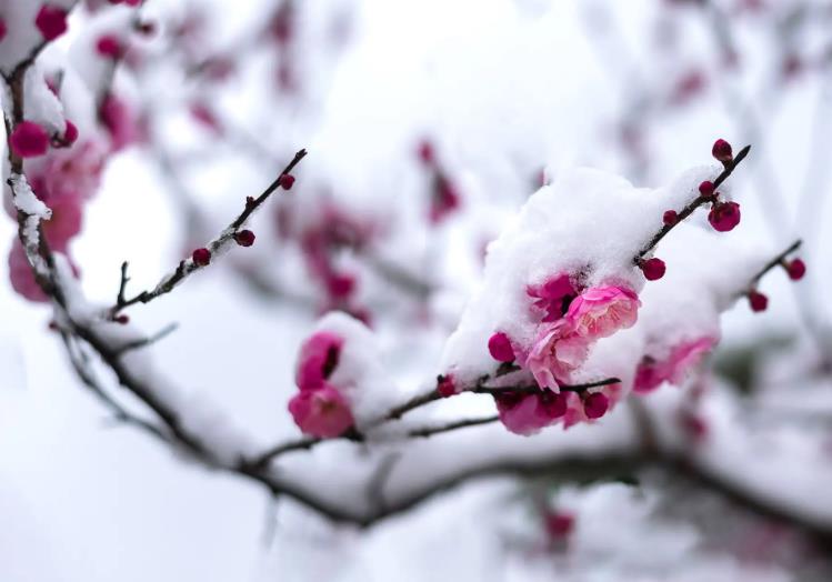 梅花的生长习性特点是什么？梅花的生长环境条件