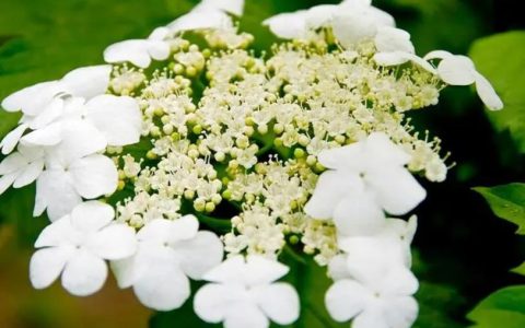 琼花是什么花，隋炀帝看的琼花是什么花？