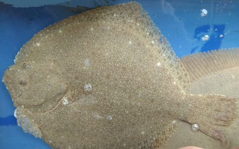 多宝鱼是淡水鱼还是海水鱼（多宝鱼分布在哪里）