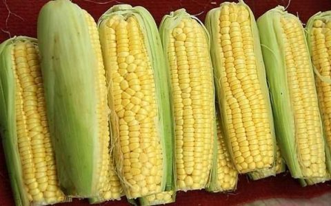 新鲜的玉米棒怎么样保存时间长些（玉米棒能保存多久呢）