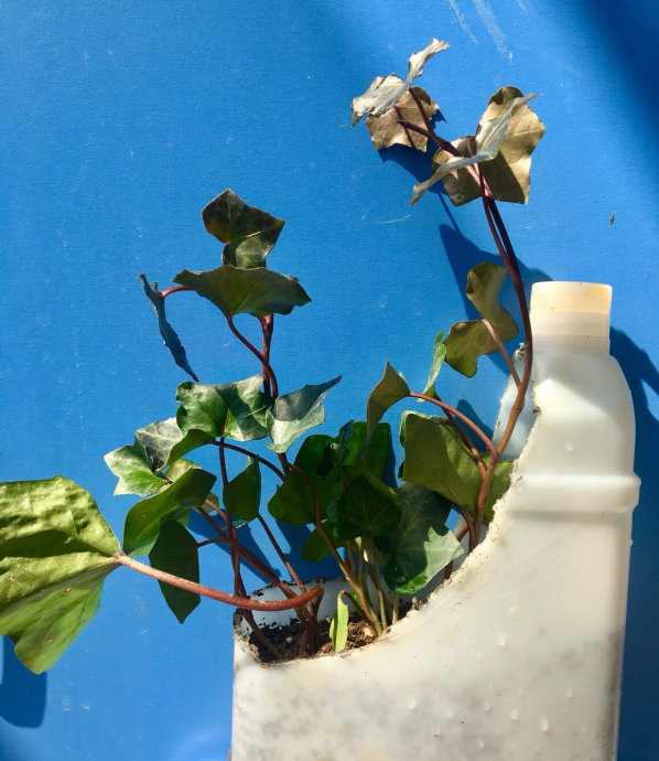 酸奶浇花好不好（酸奶浇花有什么好处吗）
