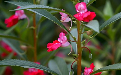 凤仙花花期（凤仙花花期大概几个月）