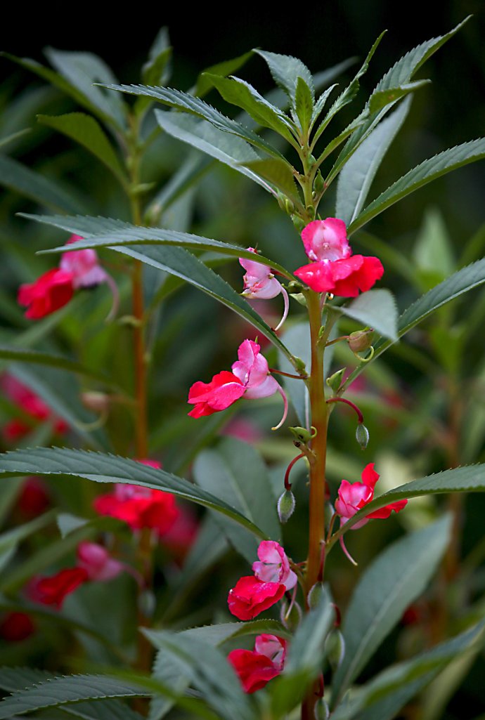 凤仙花花期（凤仙花花期大概几个月）