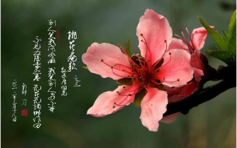 写桃花的句子优美段落（描写桃花的优美句段）