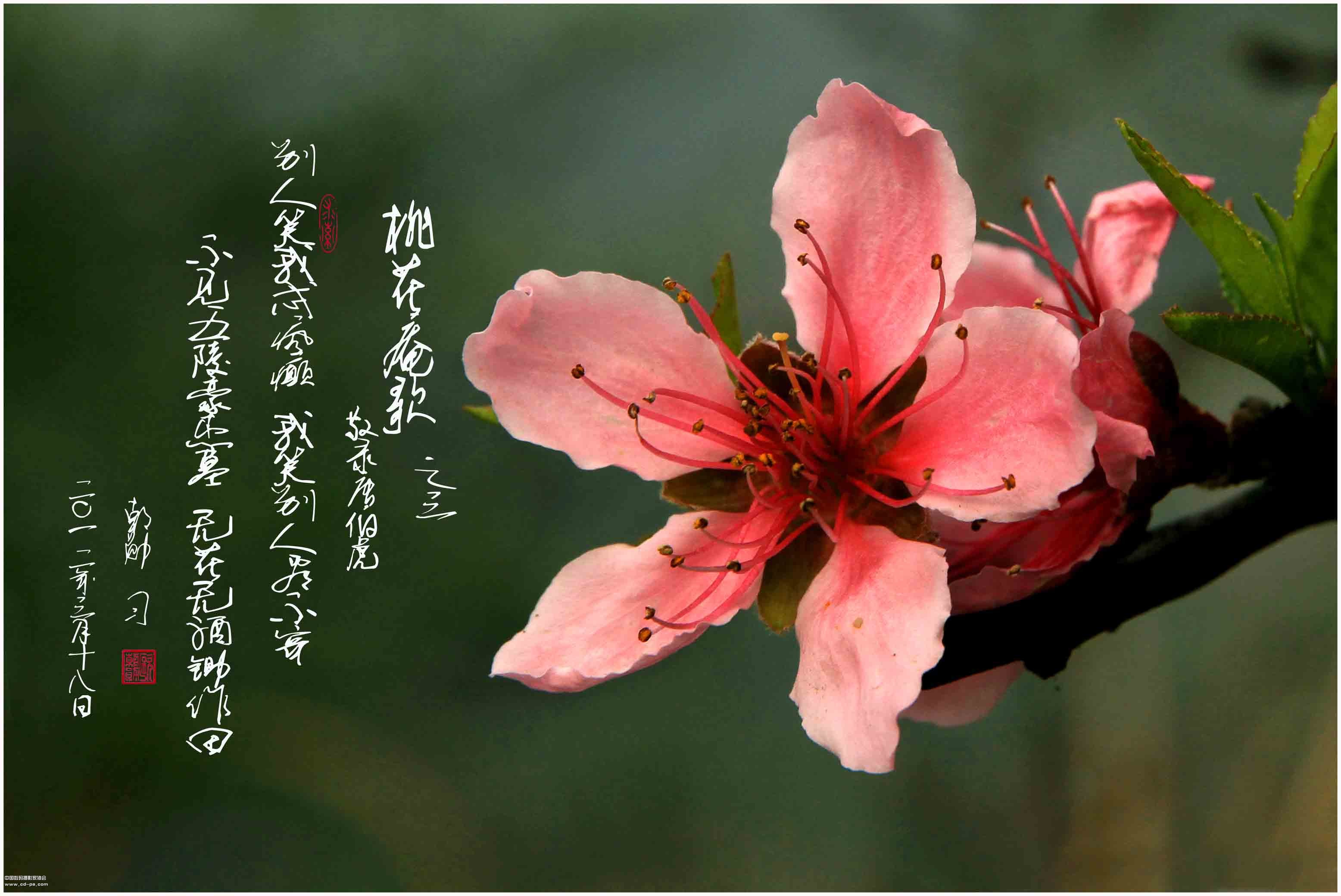 写桃花的句子优美段落（描写桃花的优美句段）