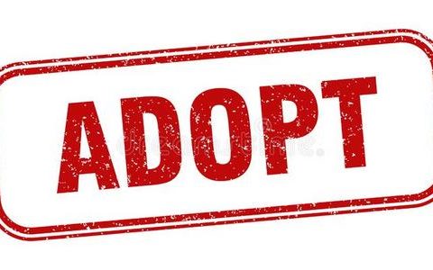 adopt什么意思（adopt和adapt的区别）