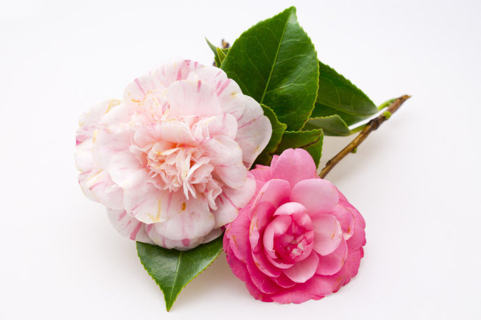 camellia是什么意思（camellia花语）