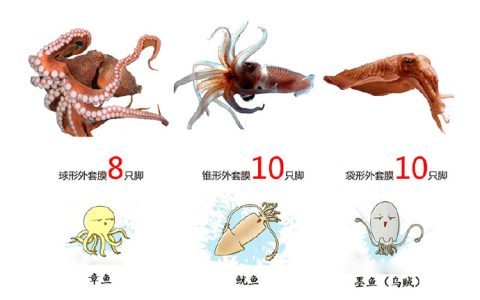 墨鱼是乌贼吗（墨鱼是不是乌贼）