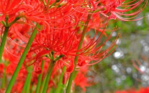 彼岸花是什么？彼岸花和石蒜花的区别