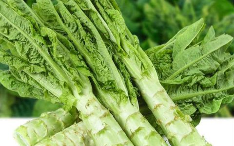 莴苣和生菜（莴苣是什么菜）
