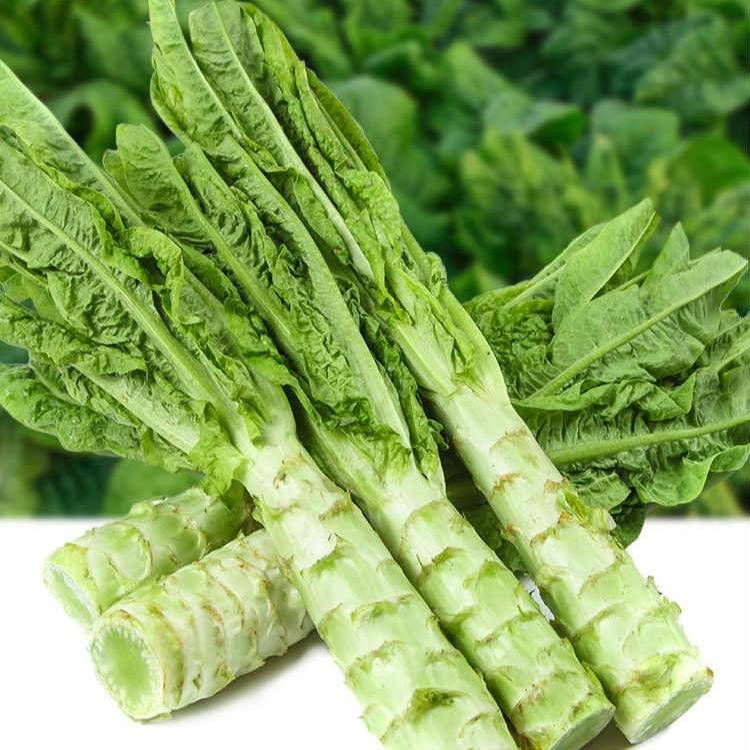 莴苣和生菜（莴苣是什么菜）