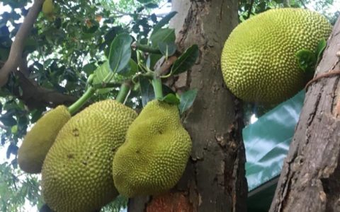菠萝蜜长在树上还是地上？