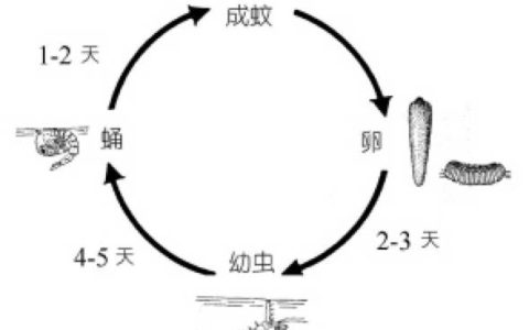 蚊子的生长过程（蚊子生长的四个阶段）