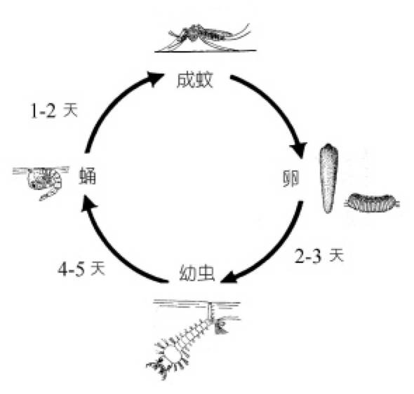 蚊子的生长过程（蚊子生长的四个阶段）