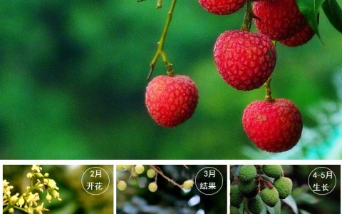 妃子笑荔枝的由来(妃子笑的由来的故事)