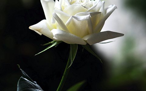 白玫瑰代表什么花语（白色玫瑰适合送什么人）
