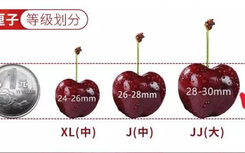 车厘子双j和单j的区别（车厘子双j和单j的区别）