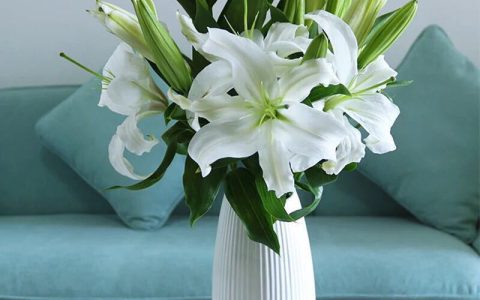 百合花象征着什么（百合花的花语和寓意）