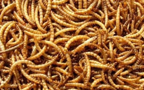 面包虫吃什么食物？